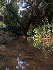 stream in the forest