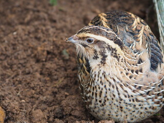 close up of a pheasant