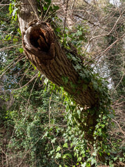 tree trunk with moss