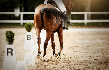 Equestrian sport. Hooves with horseshoes of a running horse. The legs of a dressage horse...