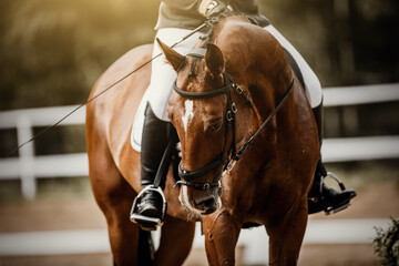Equestrian sport. Dressage of horses in the arena.