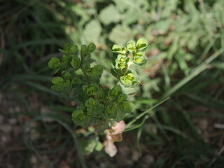 close up of a plant