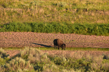 Bison Drinking Water from a Narrow Creek