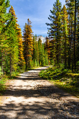The Rocky Mountains background. Unpaved road through a color forest on a sunny day. Jasper National Park, Alberta, Canada