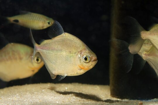 popular and hardy silver dollar serrasalmid, freshwater species, timid and frightful, endemic of Tapajos river basin in low light fish tank, understanding nature