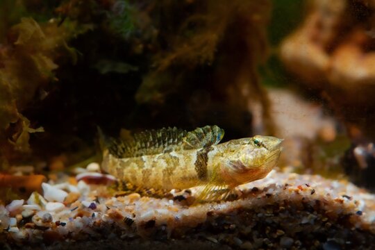 tubenose goby, timid, active gobiidae, dwarf saltwater species spread fins, open mouth with barbels and show off, brown algae in Black Sea marine biotope, shallow dof