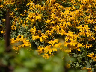 yellow flowers in the park