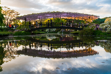 あしかがフラワーパーク　藤の花　満開　橋　夕暮れ