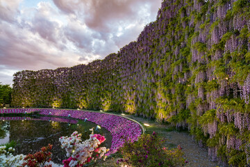 あしかがフラワーパーク　藤の花　満開　夕暮れ