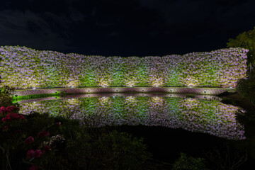 あしかがフラワーパーク　藤の花　満開　ライトアップ　リフレクション