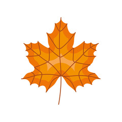 autumn maple leave