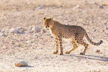 Naklejka na ściany i meble Gepard (cheetah) Südafrika
