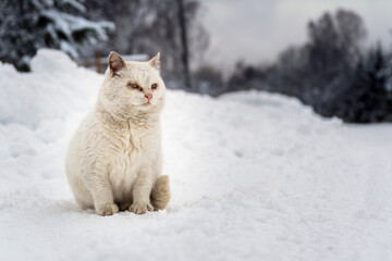 White Homeless cat sits on the snowy village road on a frosty winter day