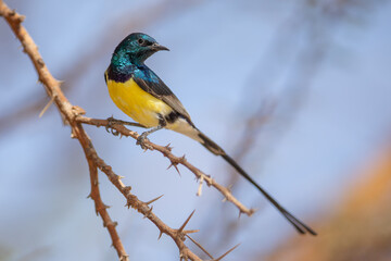 Erznektarvogel (Nile Valley Sunbird)
Oman