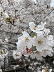 Obraz premium cherry tree blossom