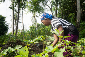 Indigenous mangyan woman working in her  Bignayan villavegetable garden in the Philippines,...