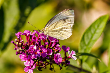 Weißling-Schmetterling auf einer Fliederblüte