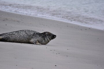 Fototapeta premium Gray seal on the sandy beach close to the water