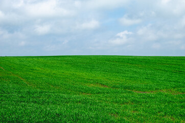 Obraz na płótnie Canvas Young green wheat field with sky