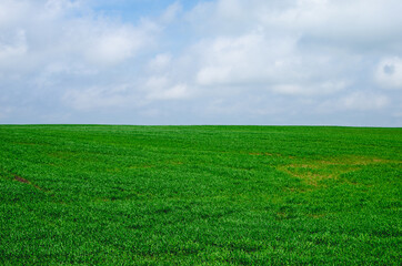 Obraz premium Spring field with green wheat. Young sprouts of wheat. Agriculture concept. Copy space.