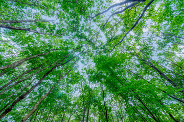 新緑の広葉樹の林を見上げた青空と木洩れ日の自然,と境イメージ