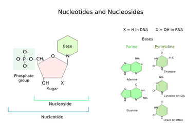 Chemical structure of a nucleotide. Nitrogenous bases in DNA and RNA: adenine, cytosine, guanine,  thymine, Uracil. Phosphate group and Pentose. 