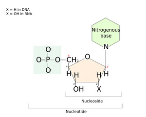 Difference between nucleotide and nucleoside. Nucleoside: sugar and base. Nucleotide: sugar, base and phosphate group