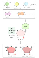 Nucleotide structure. Bases in DNA and RNA: adenine, cytosine, guanine,  thymine, Uracil. Phosphate group and Pentose. Scientific illustration