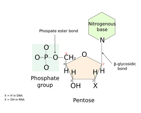Nucleotide model and structure with chemical bonds. Scientific illustration