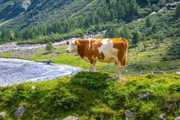 Fototapeta na wymiar Brown and white spotted cow standing in alpine valley