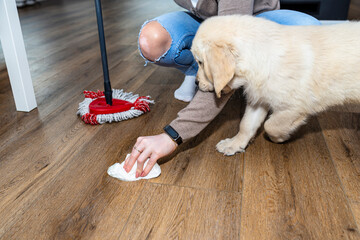 A woman wiping piss on a puppy off modern water resistant vinyl panels with a paper towel and mop,...