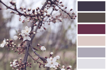 dark colours swatches scheme with spring flower sample