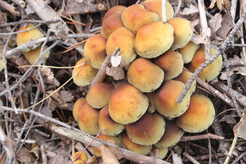 mushrooms in the forest 