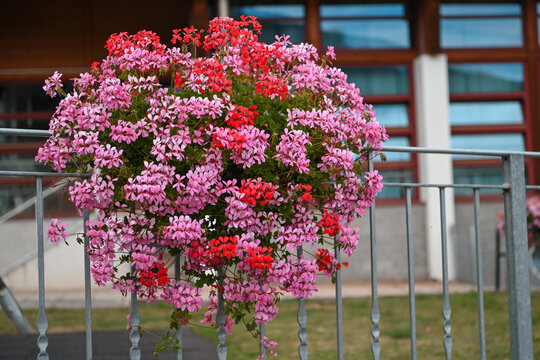 fiori vaso geraneo 