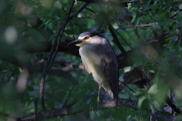 目を光らせるゴイサギ