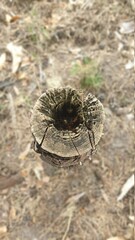 A stump of happiness on the ground