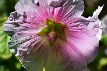 rose tr&eacute;mi&egrave;re