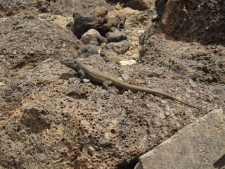 Young Gallot's lizard, Tenerife lizard, or Western Canaries lizard (Gallotia galloti ssp. galloti) above volcanic rocks