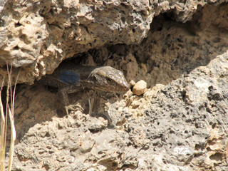 Gallot's lizard, Tenerife lizard, or Western Canaries lizard (Gallotia galloti ssp. galloti) under a rock looking at the camera