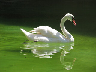 White swan in a lake with green water and its perfect reflection