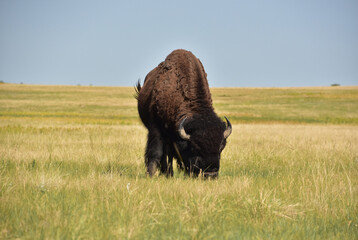 Summer Day on the Plains with a Buffalo