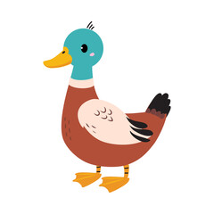 Feathered Duck as Farm Bird Isolated on White Background Vector Illustration
