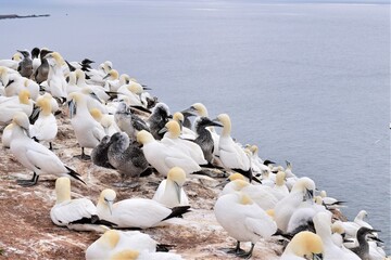 Fototapeta premium Northern gannet on a rock with the sea in the background