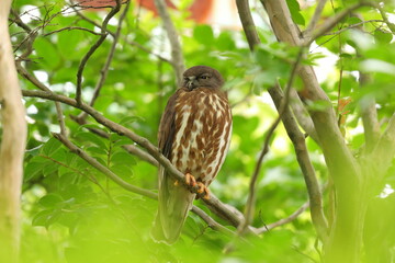 緑の中のアオバズク