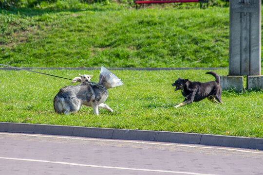 Stray dogs bark at another dog in the park