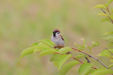 小虫を食むスズメ