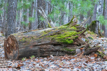 Old rotting stump covered with green moss in the Siberian taiga.