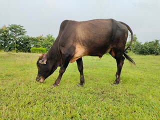 A black cow grazes on a green meadow. Full picture of the cow.