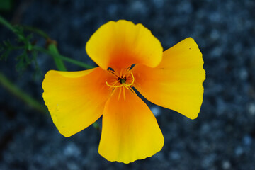 fleur jaune orange