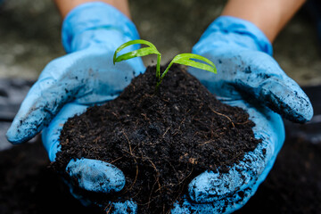 Close up of woman hands wears blue rubber medical glove holding young plant with abundance soil for...